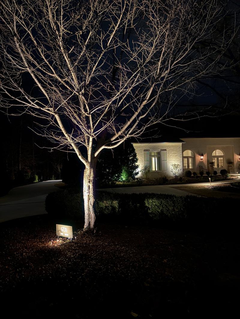 Tree Uplighting & Moonlighting project — Bare-branch tree uplight, house beyond