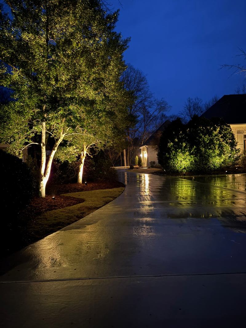 Tree Uplighting & Moonlighting project — Trees uplit along rain-wet driveway