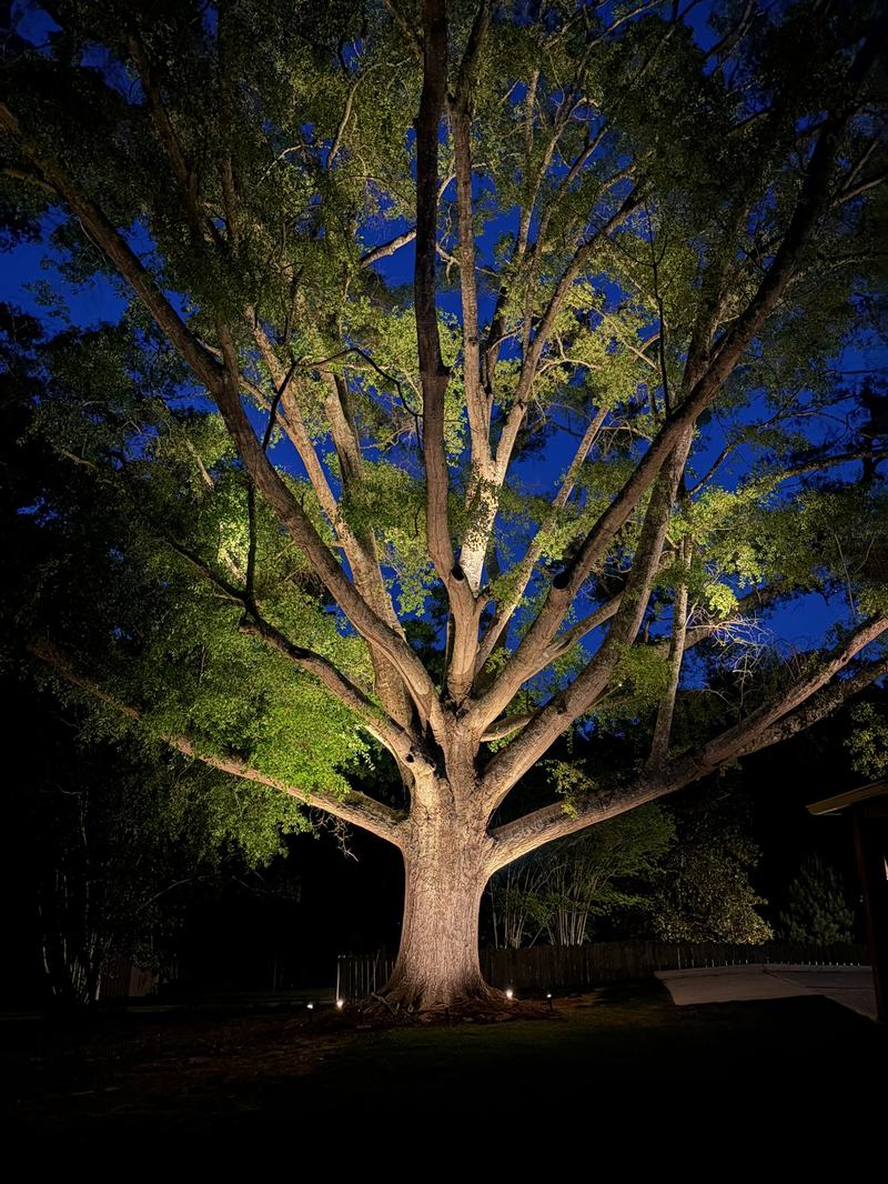 Tree Uplighting & Moonlighting by Chesapeake Lighting Co.
