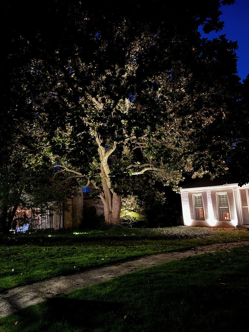 Tree Uplighting & Moonlighting project — Big magnolia + white house corner