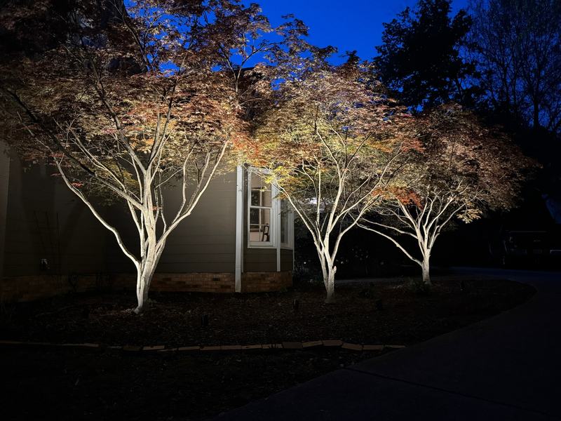 Tree Uplighting & Moonlighting project — Three crape myrtles uplit in front of house