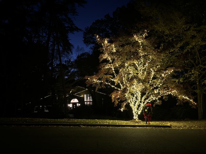 Massive tree canopy fully wrapped in lights