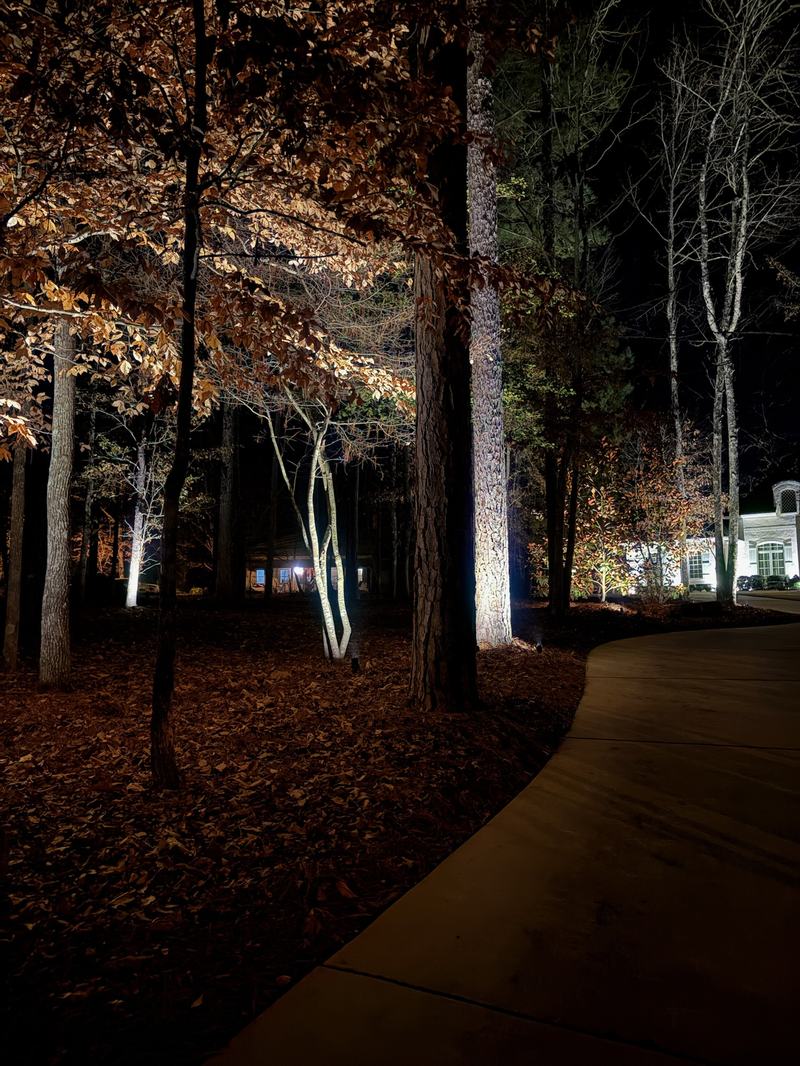 Tree Uplighting & Moonlighting project — Wooded driveway, multiple tree uplights