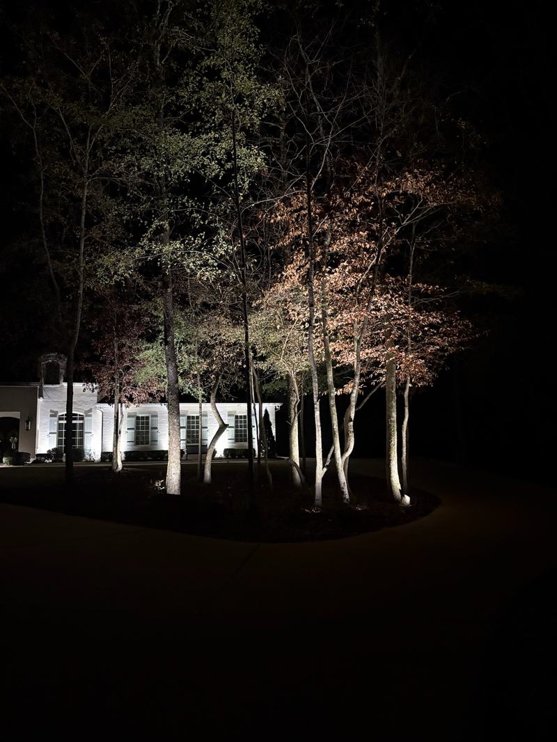 Tree Uplighting & Moonlighting project — Birch cluster uplit, white house glowing behind